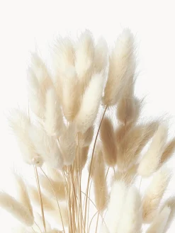 Fiori secchi Lagurus