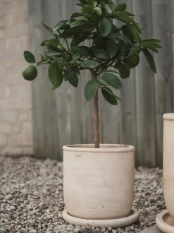 Vaso per piante da esterno in terracotta Terra, alt. 26 cm